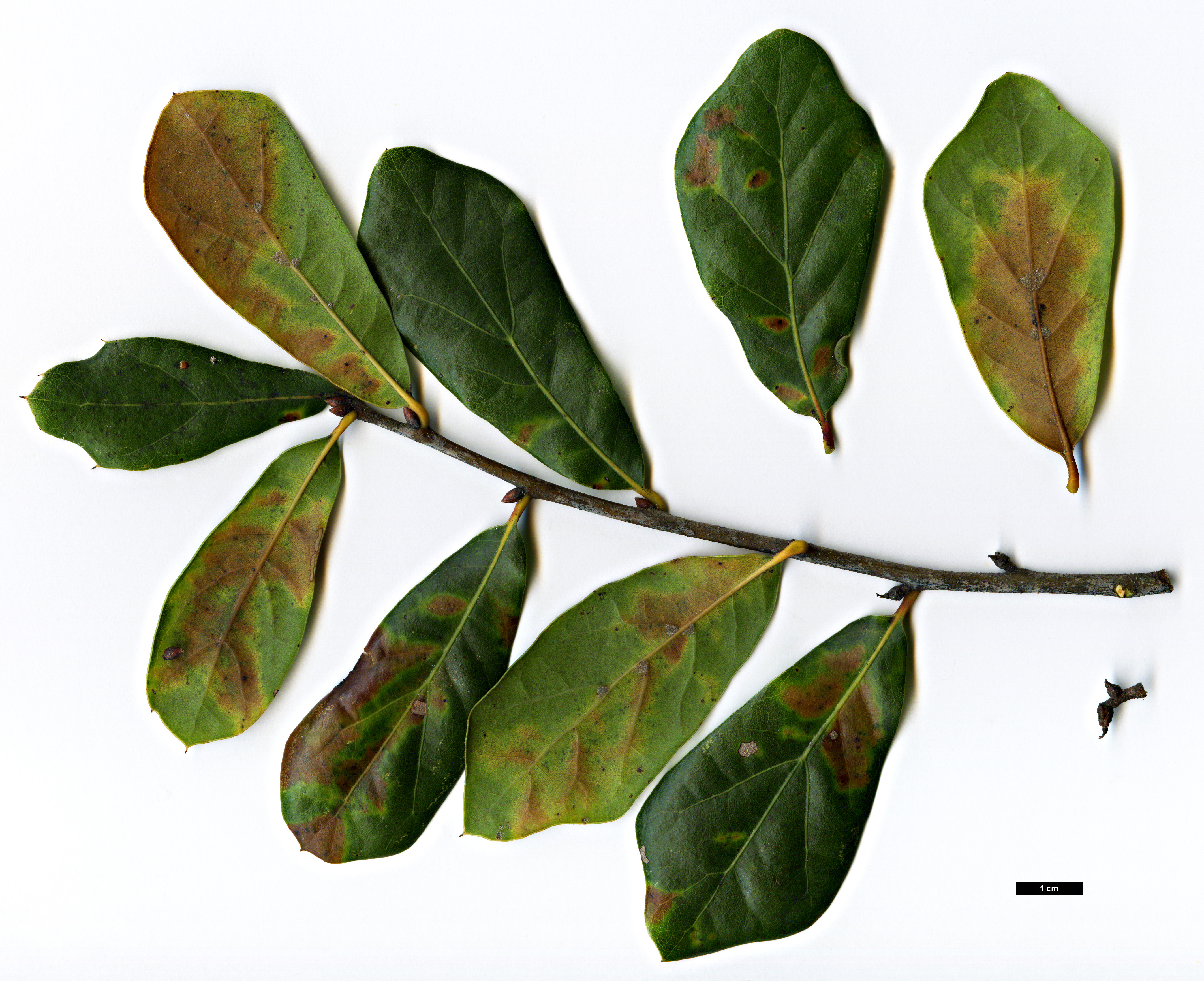 High resolution image: Family: Fagaceae - Genus: Quercus - Taxon: myrtifolia × Q.nigra